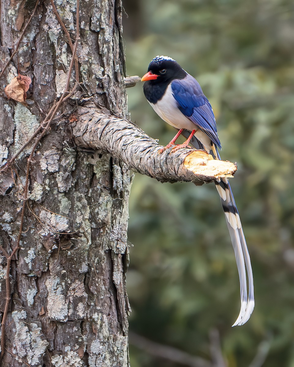 Red-billed Blue-Magpie - ML642416224