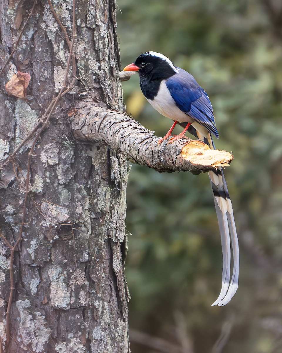 Red-billed Blue-Magpie - ML642416225