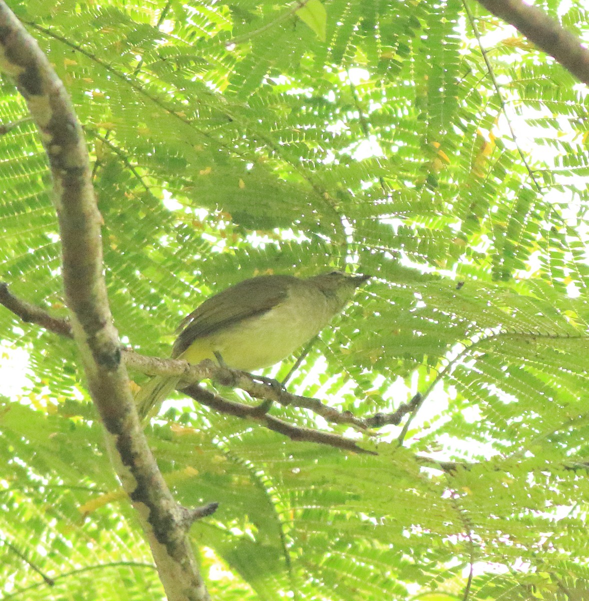 White-browed Bulbul - ML642416226