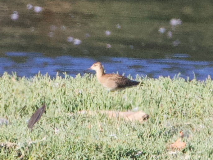 Ноцоо элсэг - ML642416227