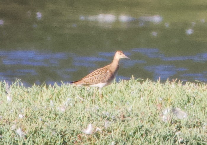 Ноцоо элсэг - ML642416228