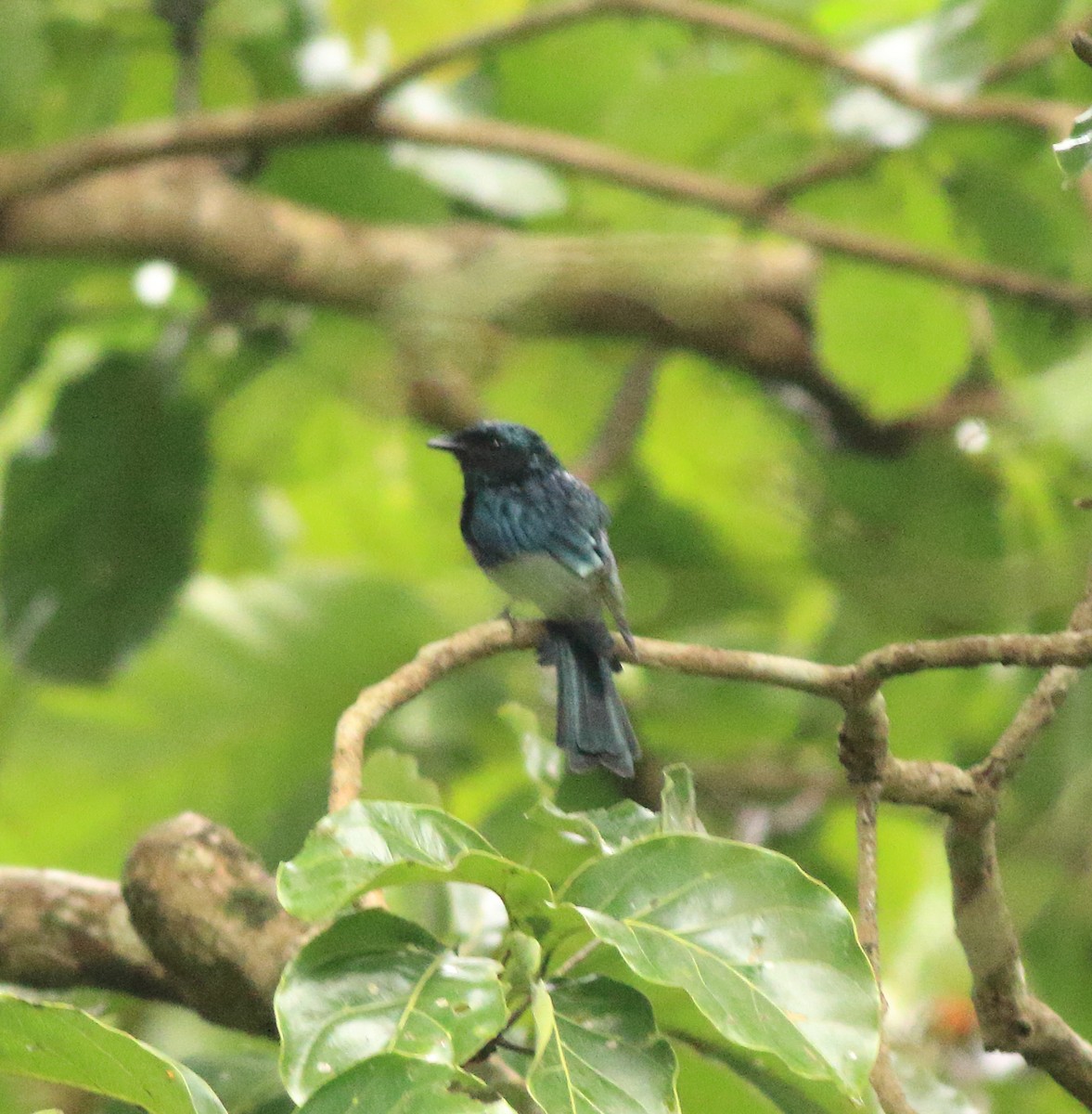 Bronzed Drongo - ML642416231