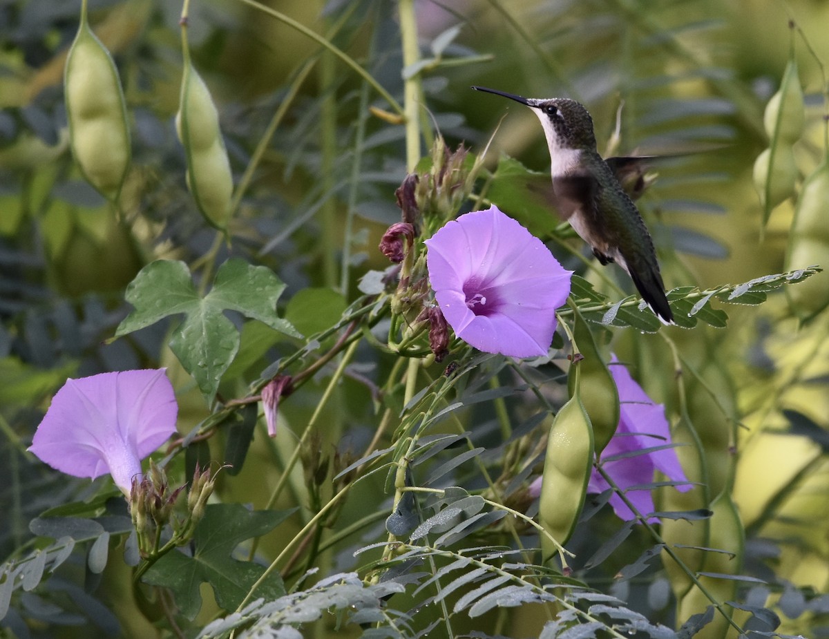 Colibri à gorge rubis - ML642416234