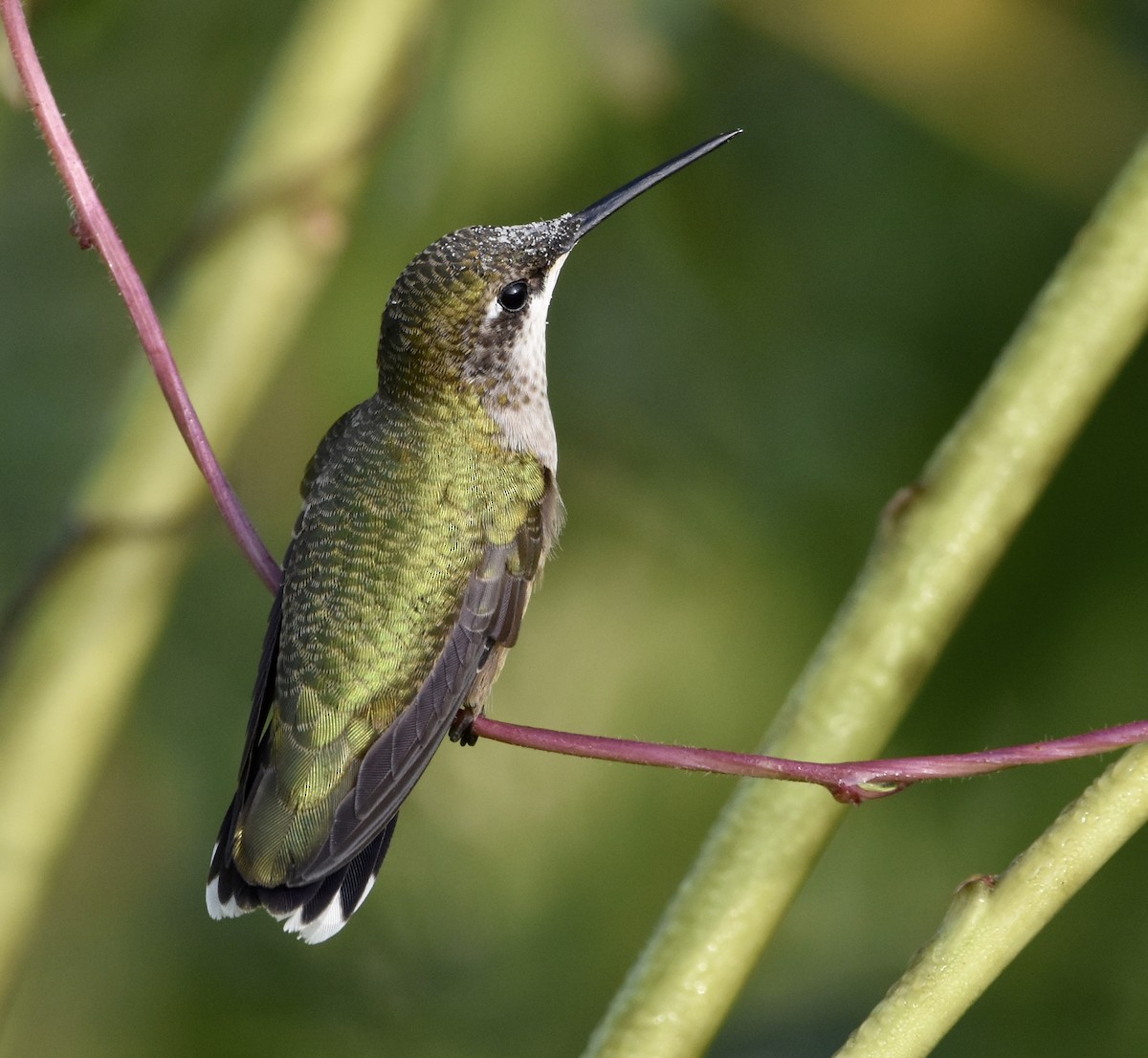 Colibri à gorge rubis - ML642416250