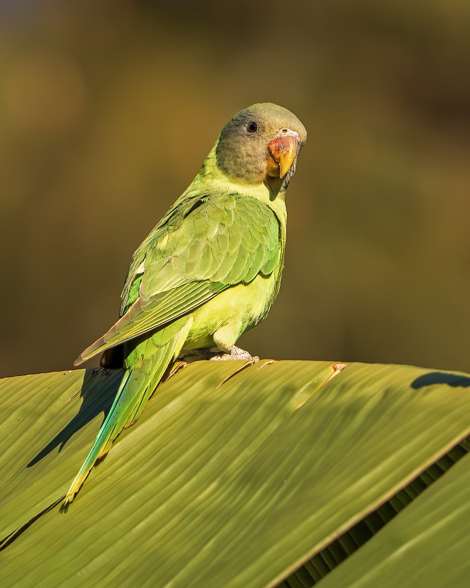 Slaty-headed Parakeet - ML642416272