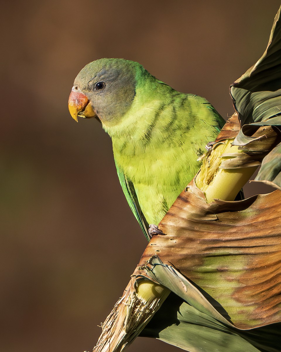 Slaty-headed Parakeet - ML642416273