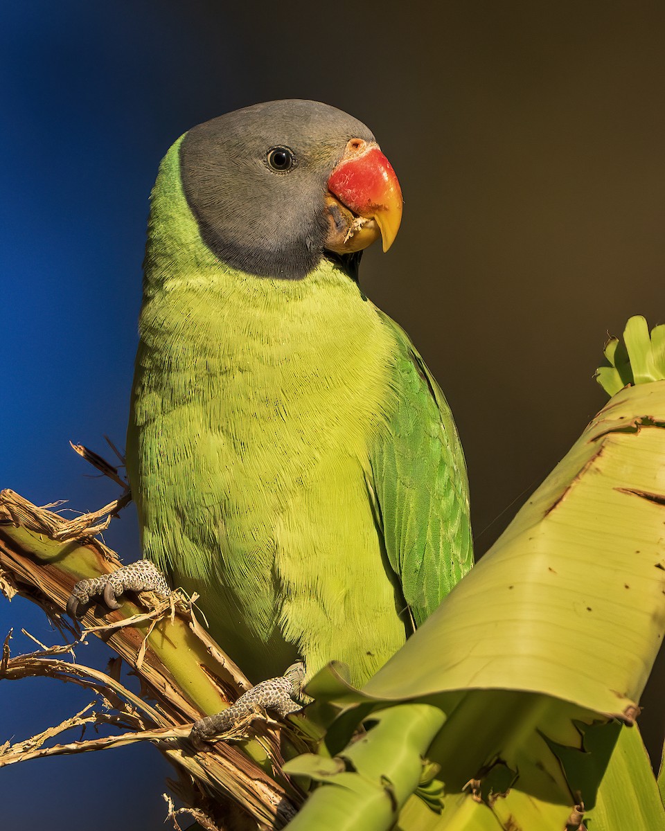 Slaty-headed Parakeet - ML642416274