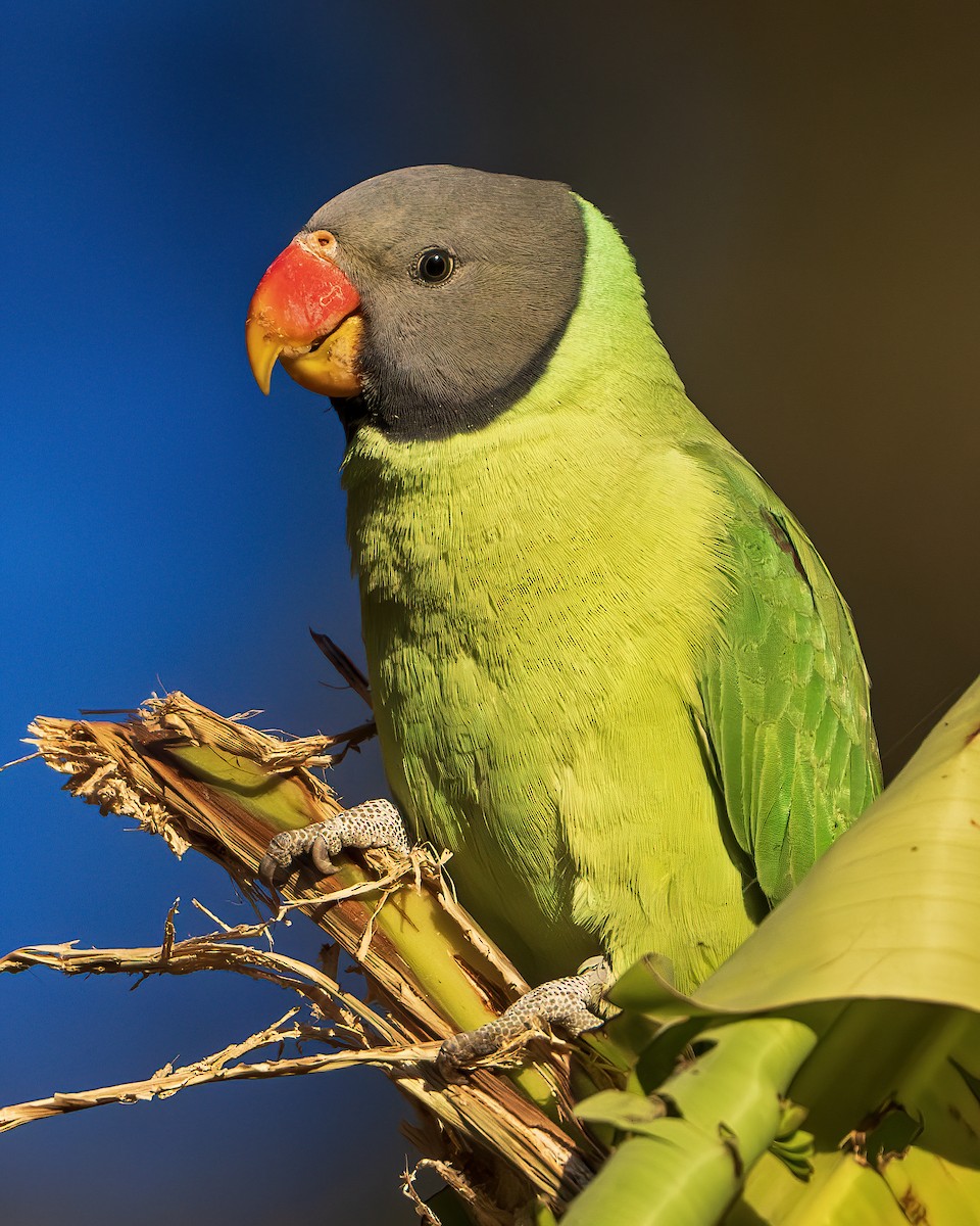 Slaty-headed Parakeet - ML642416275