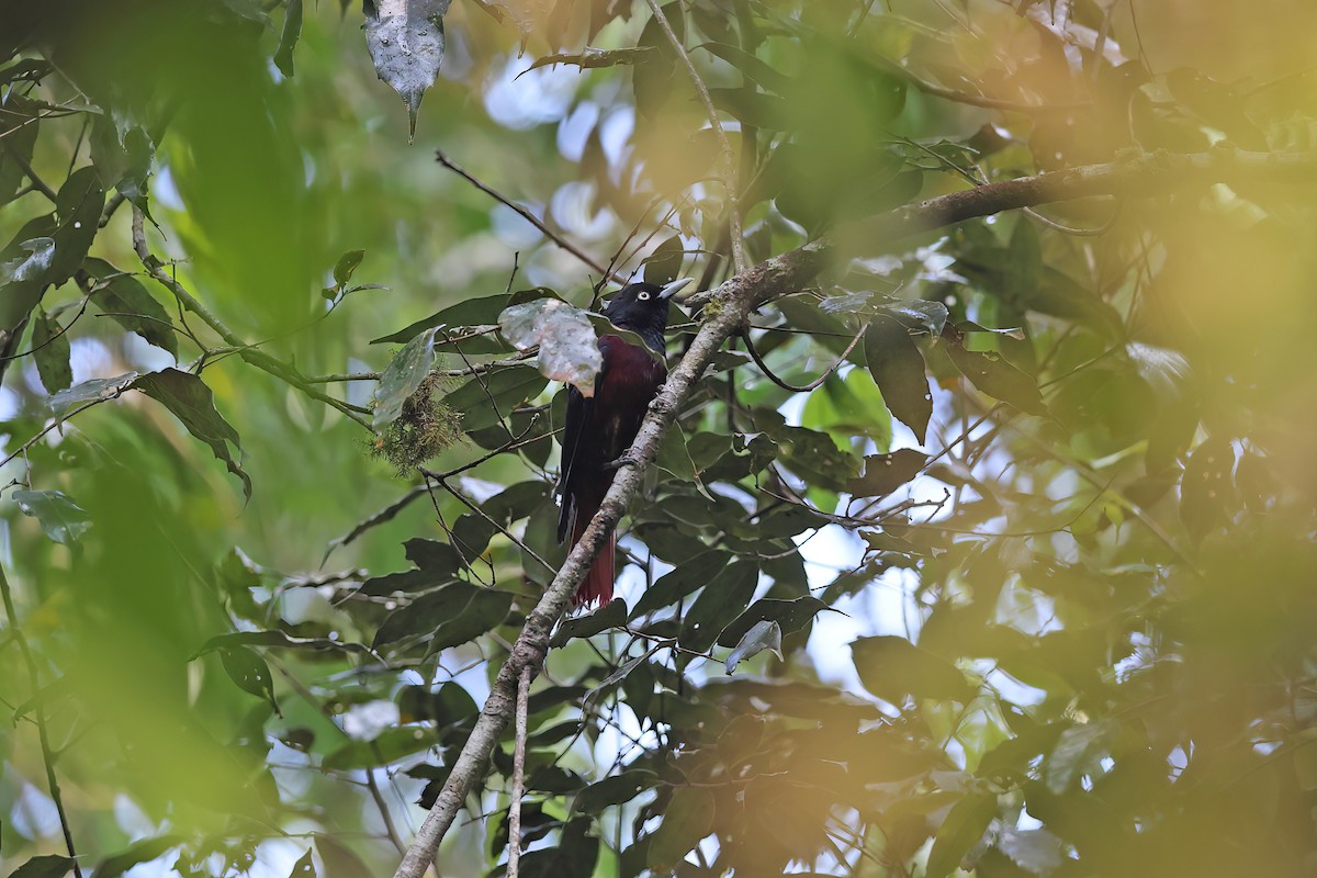 Maroon Oriole (Maroon) - ML642416276
