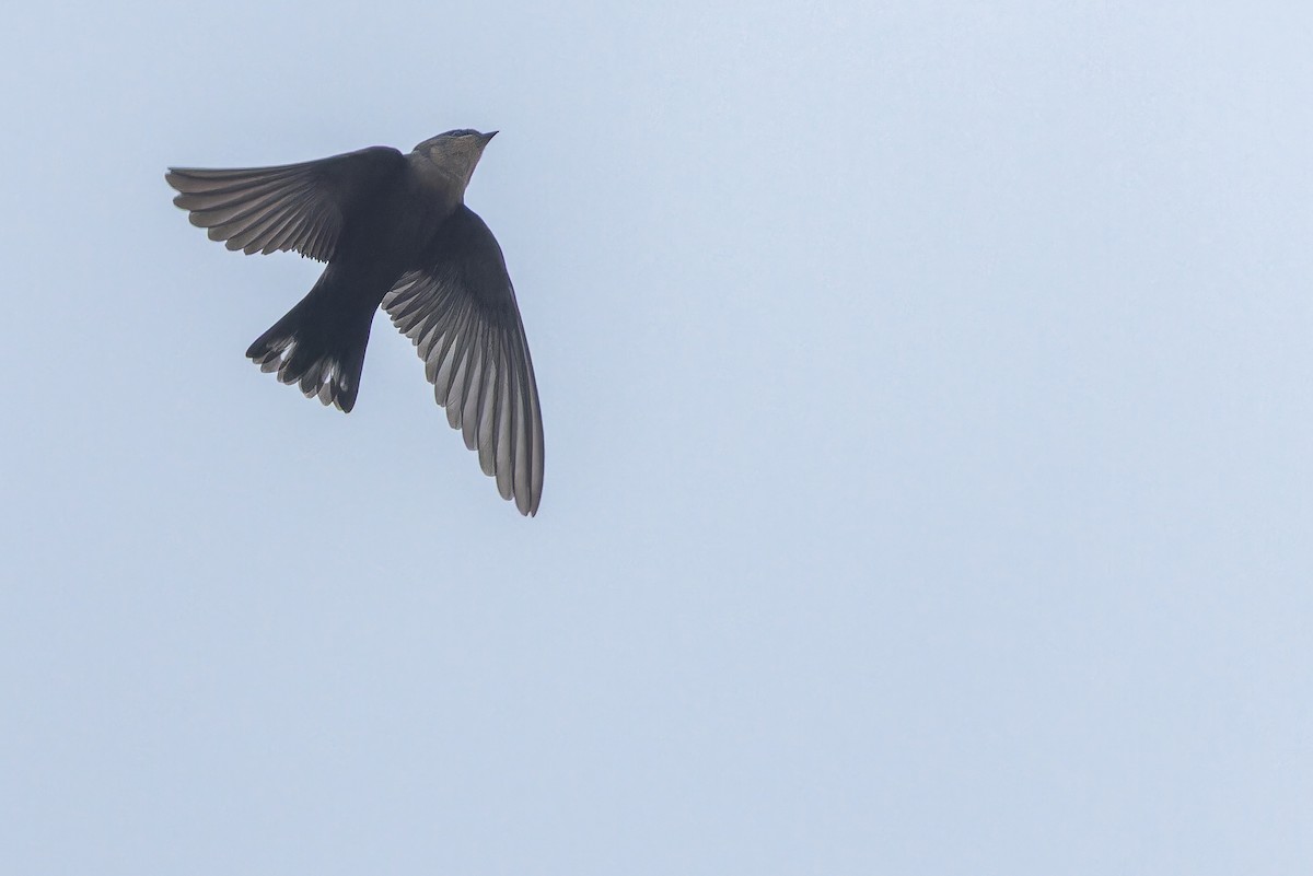 Red-throated Crag-Martin - ML642416291