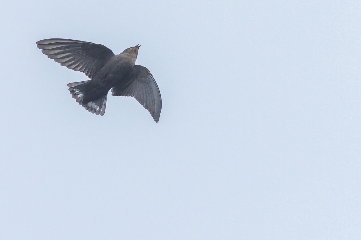 Red-throated Crag-Martin - ML642416292