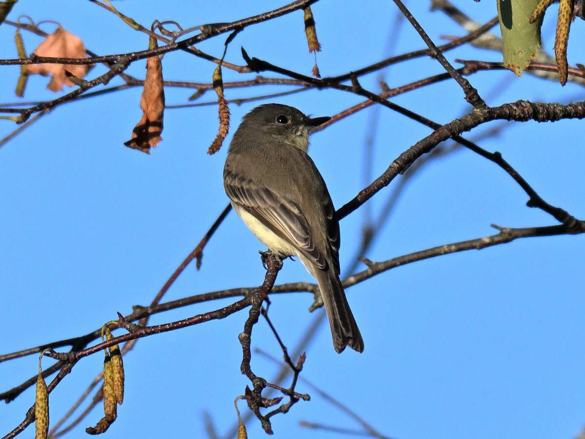 Mosquero Fibí - ML642416306