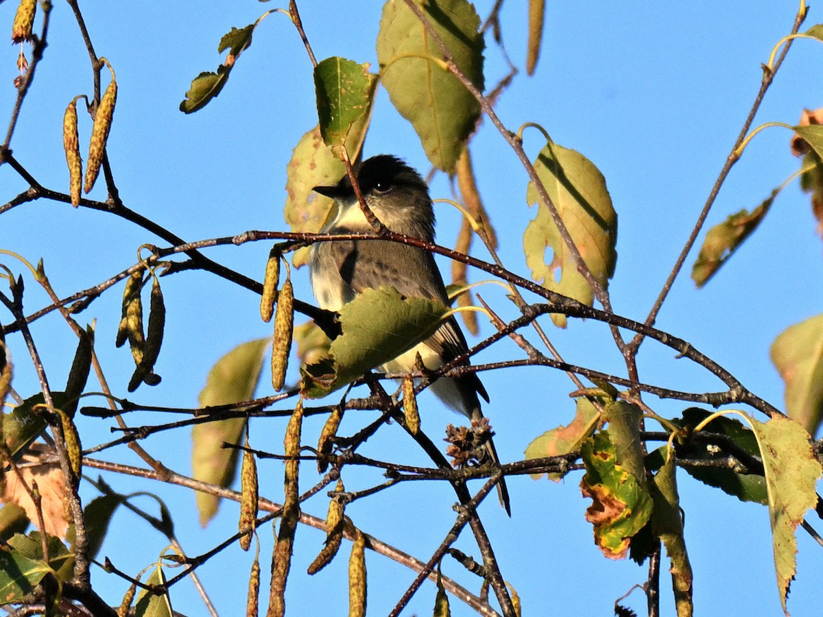 Mosquero Fibí - ML642416307