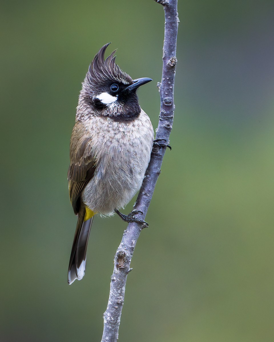Himalayan Bulbul - ML642416311