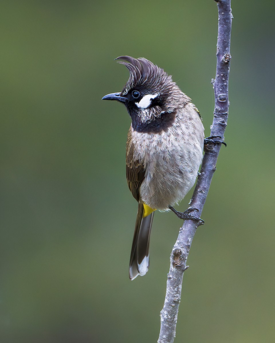 Himalayan Bulbul - ML642416312