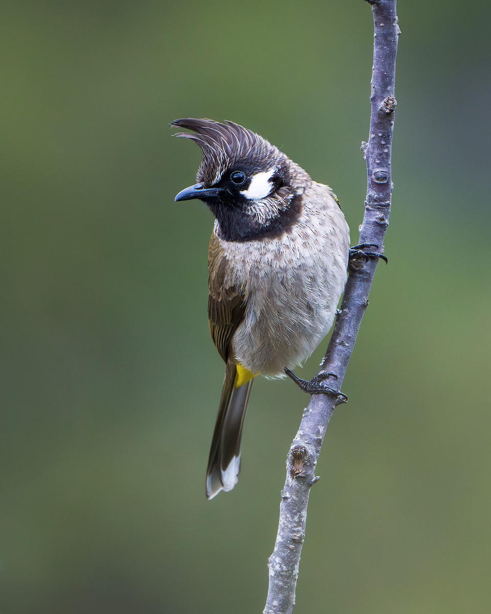 Himalayan Bulbul - ML642416313