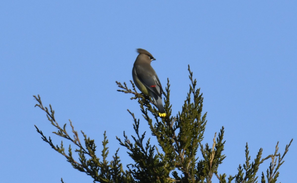 Cedar Waxwing - ML642416317