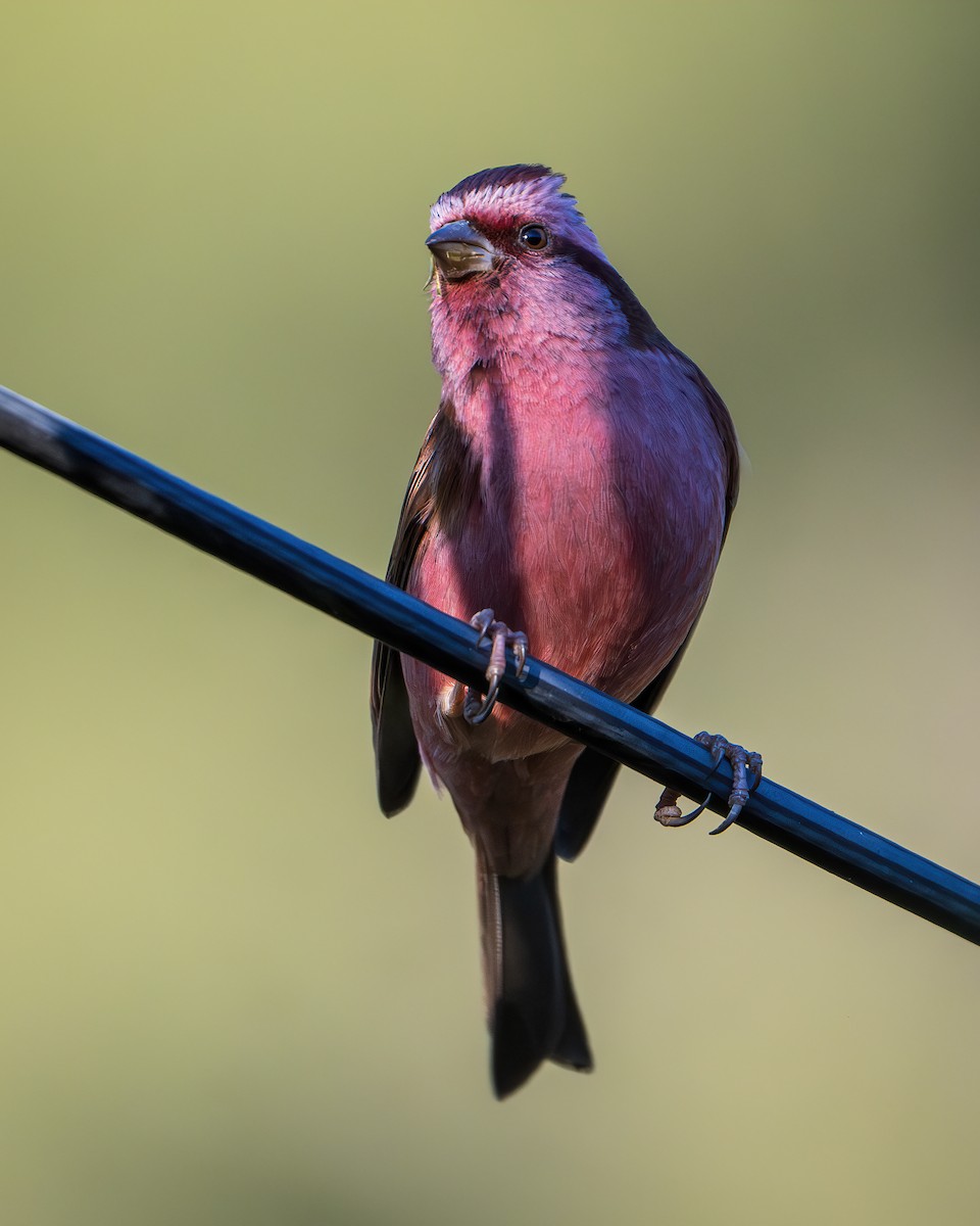 Pink-browed Rosefinch - ML642416324