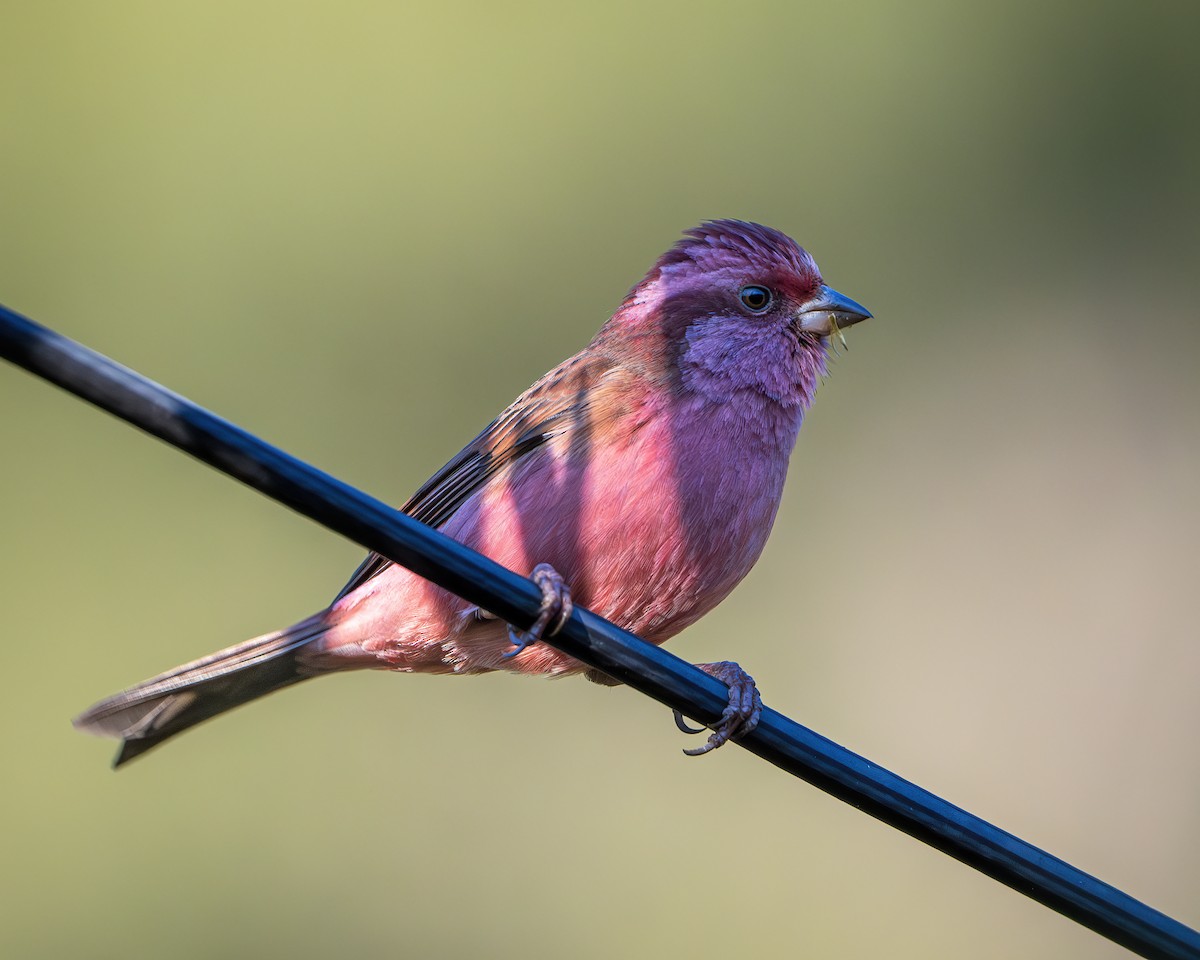 Pink-browed Rosefinch - ML642416325