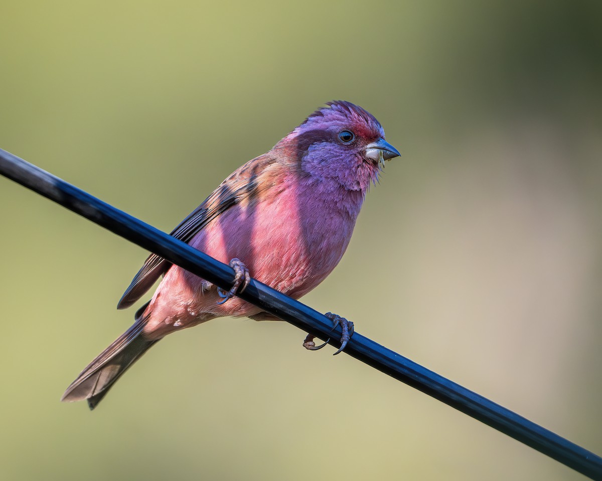 Pink-browed Rosefinch - ML642416326