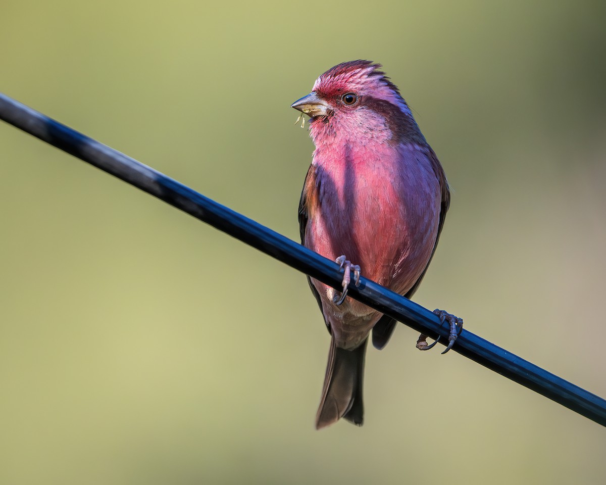Pink-browed Rosefinch - ML642416327