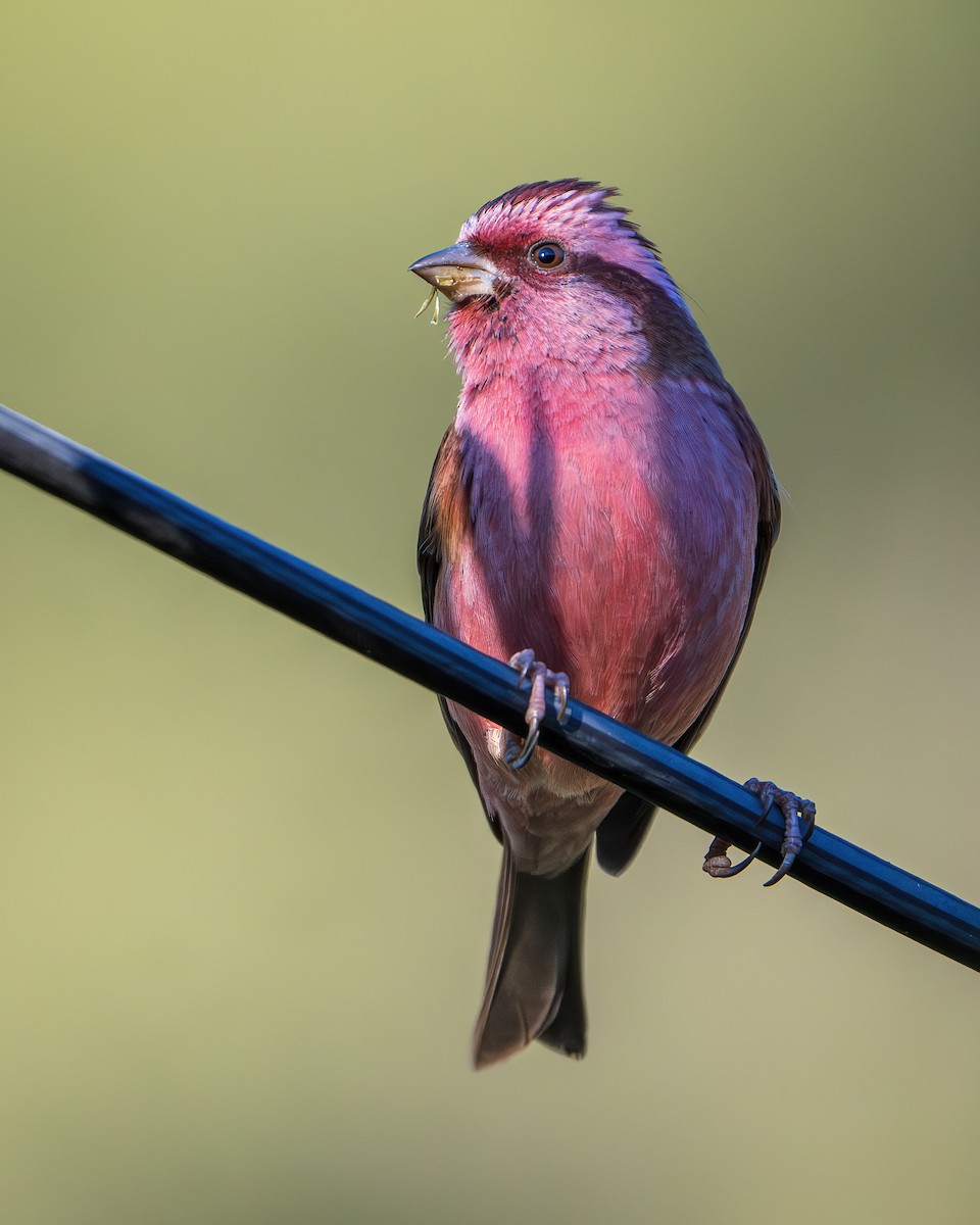 Pink-browed Rosefinch - ML642416328