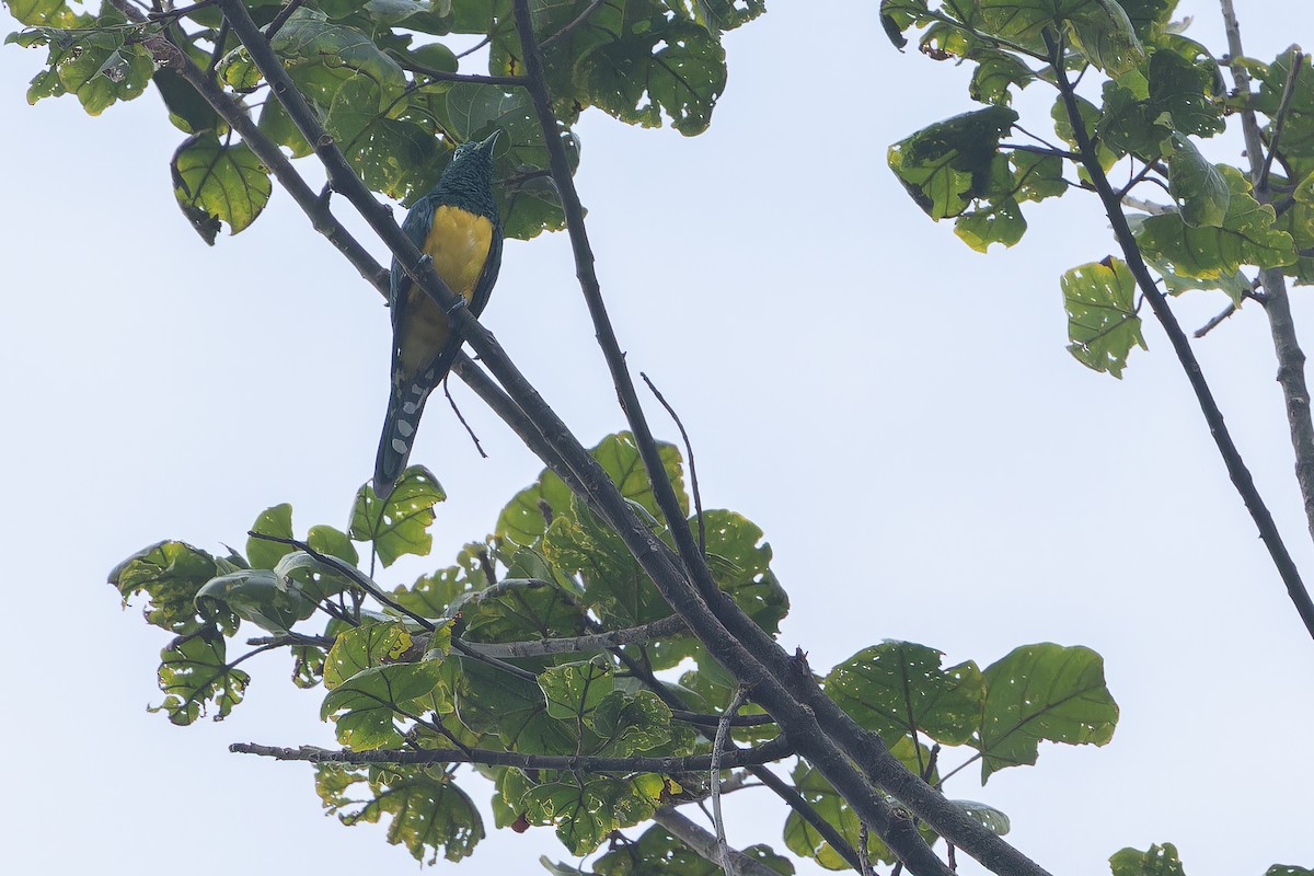 African Emerald Cuckoo (African) - ML642416331
