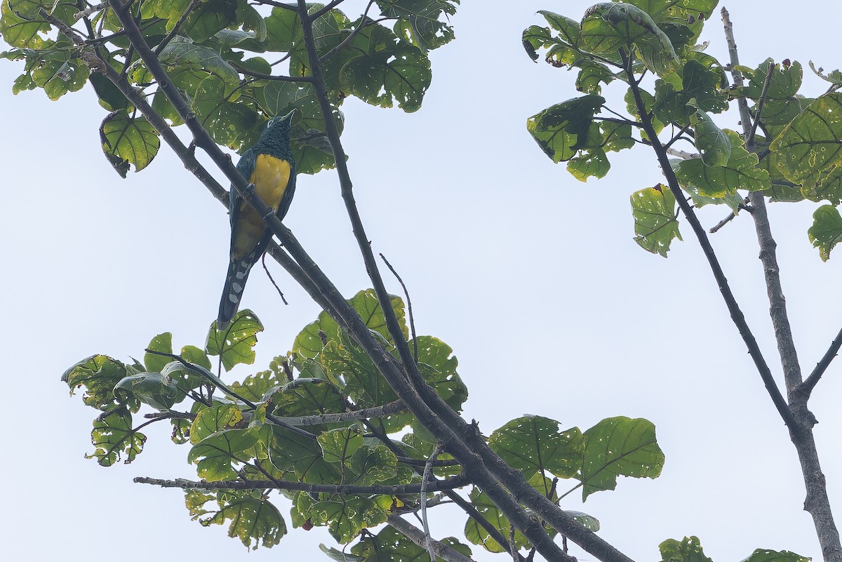 African Emerald Cuckoo (African) - ML642416332
