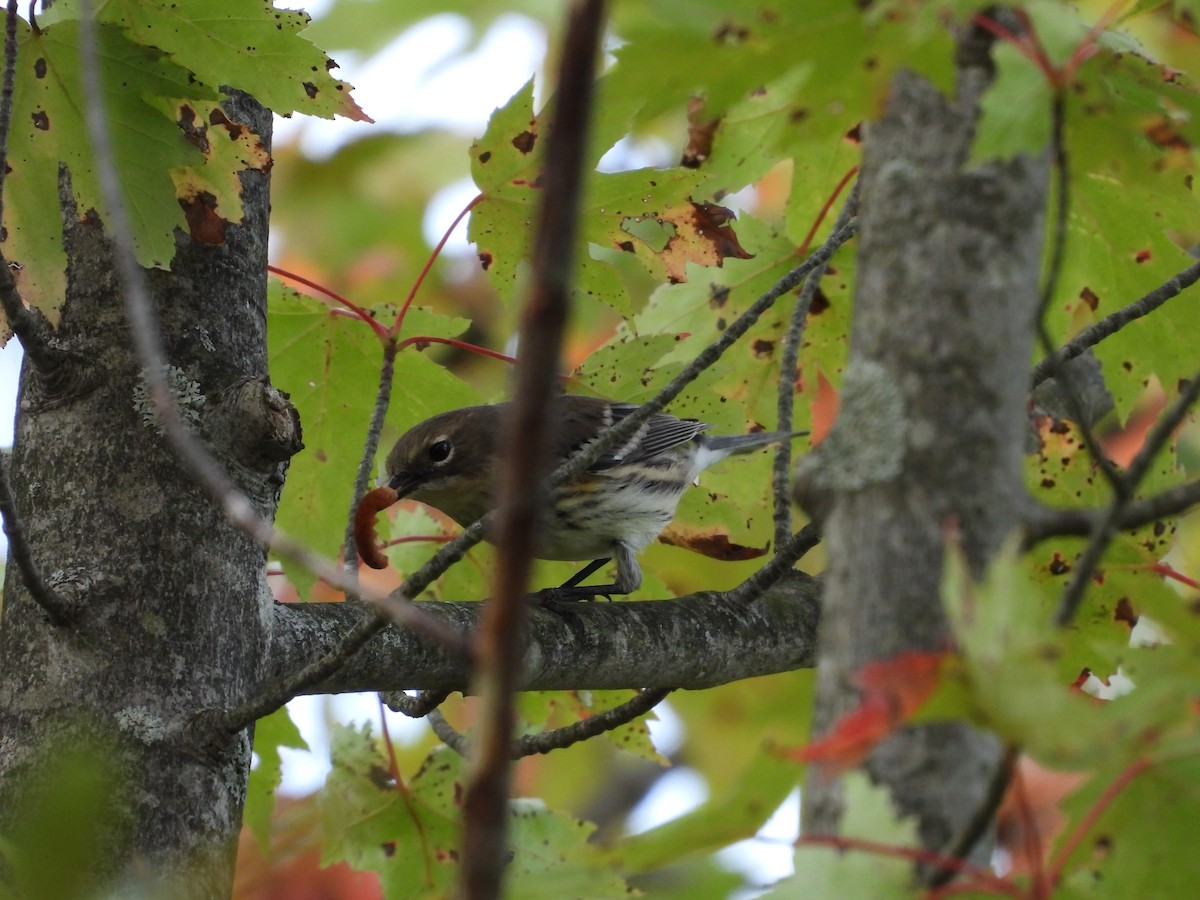 Yellow-rumped Warbler - ML642416334