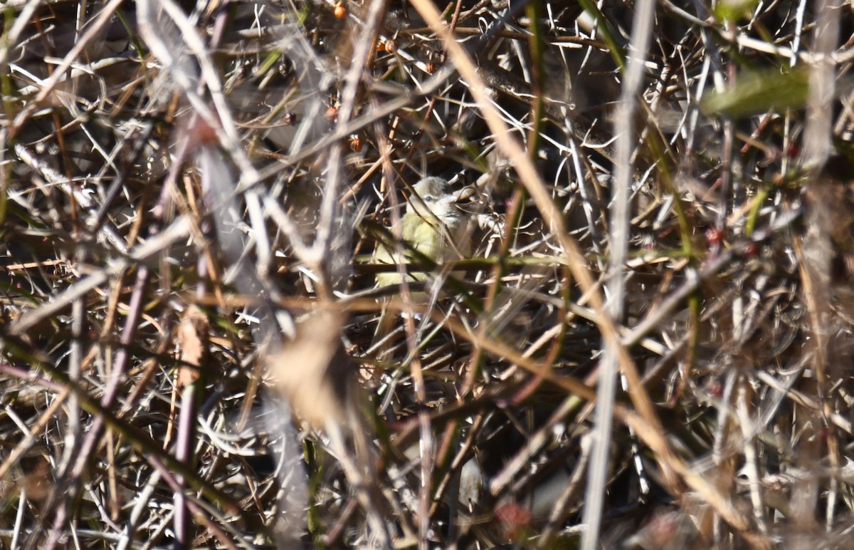 Bell's Vireo - ML642416336