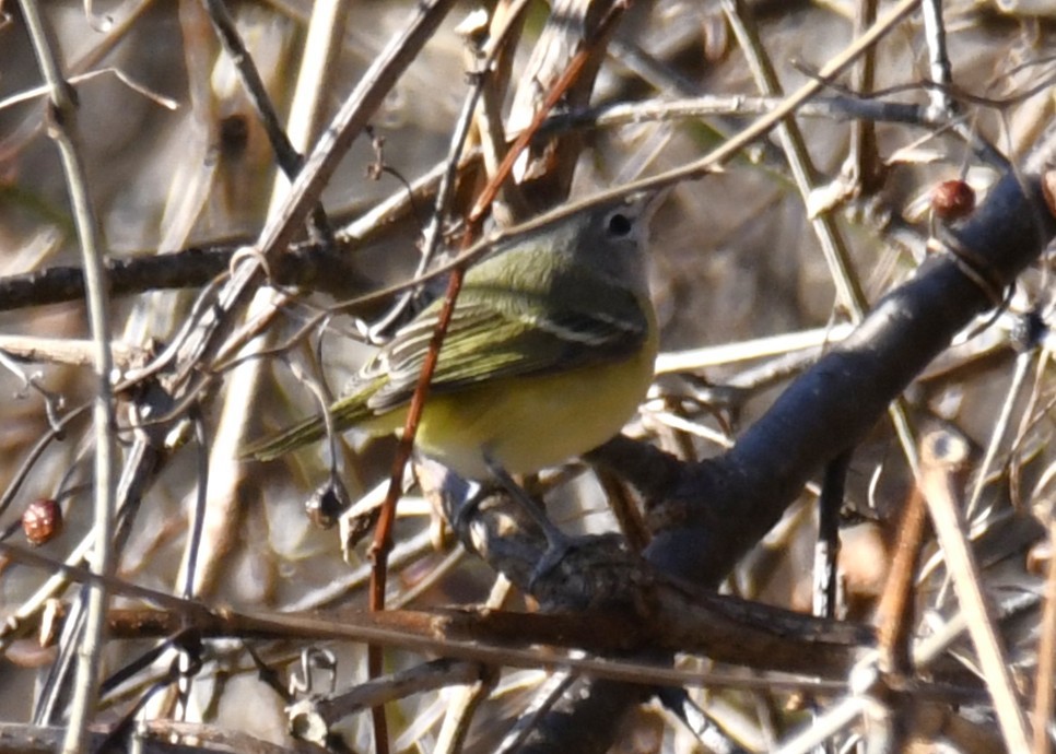 Bell's Vireo - ML642416342