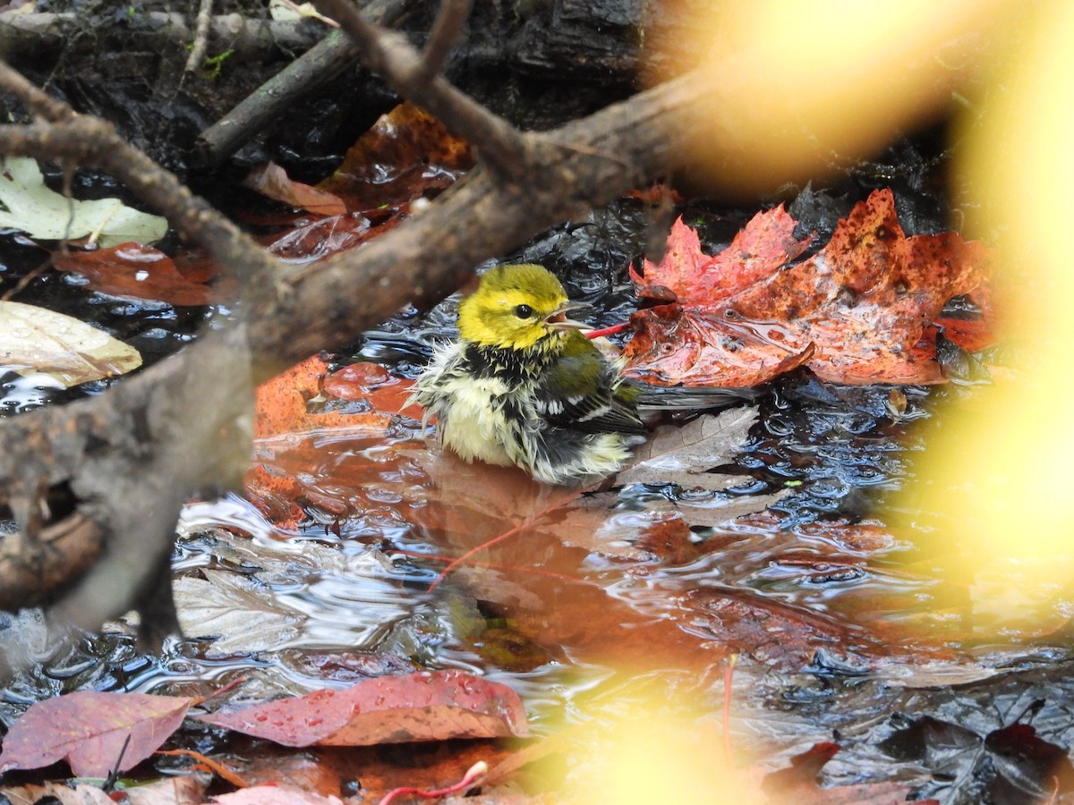 Black-throated Green Warbler - ML642416350