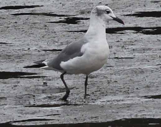 Aztekenmöwe - ML642416360