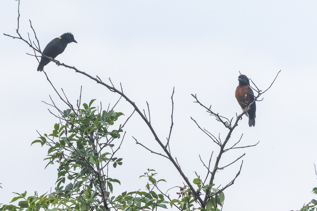 Yellow-mantled Weaver - ML642416380