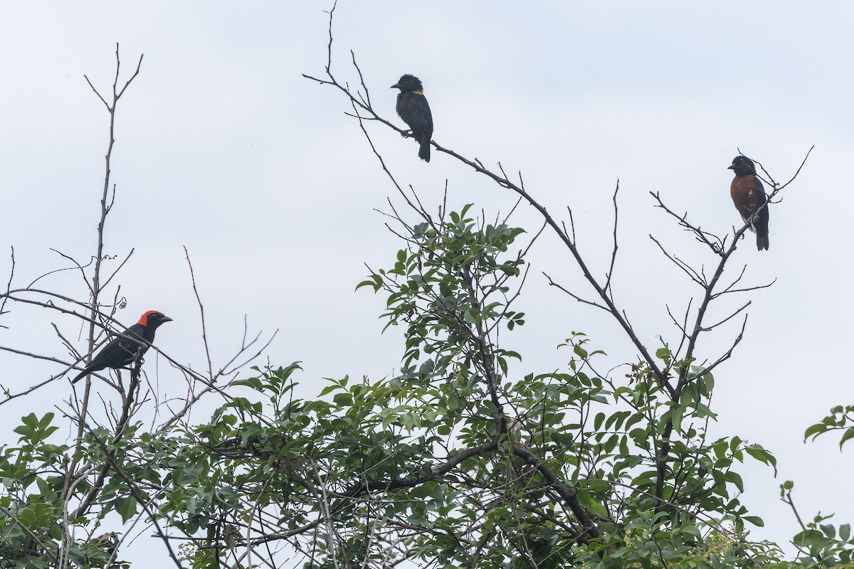 Yellow-mantled Weaver - ML642416381