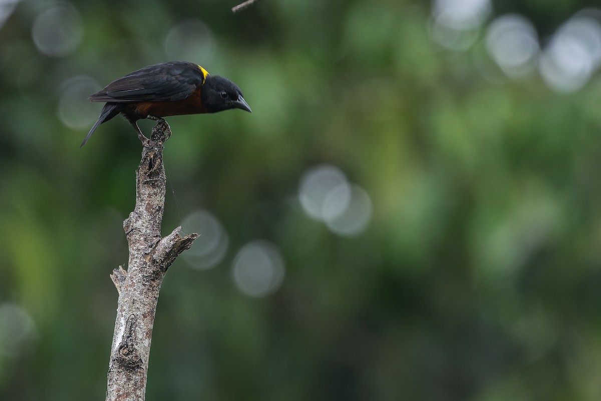 Yellow-mantled Weaver - ML642416386