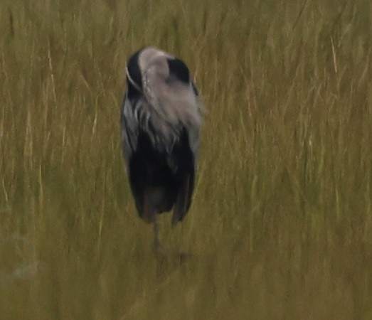 Garza Azulada - ML642416387