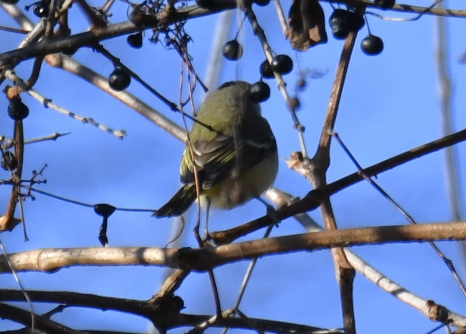 Bell's Vireo - ML642416388