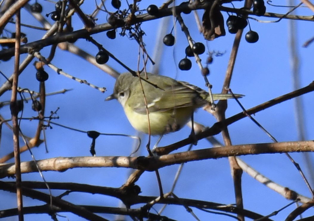Bell's Vireo - ML642416389
