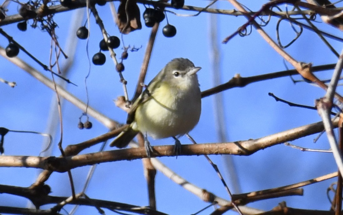 Bell's Vireo - ML642416391