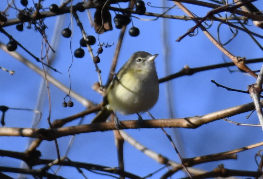 Bell's Vireo - ML642416392