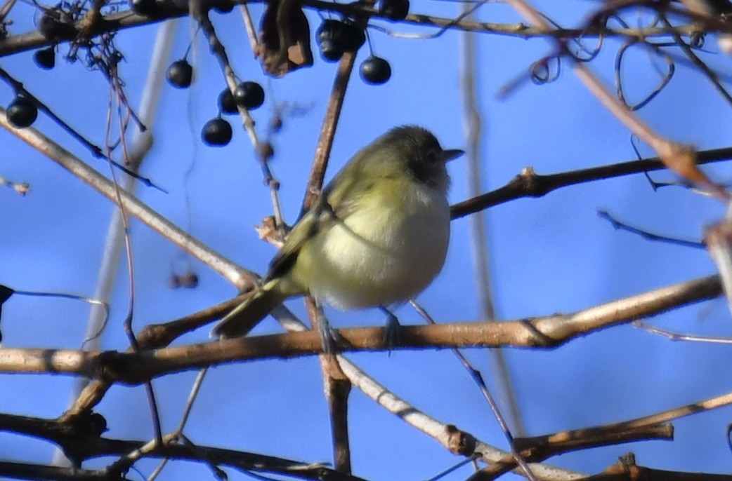 Bell's Vireo - ML642416393