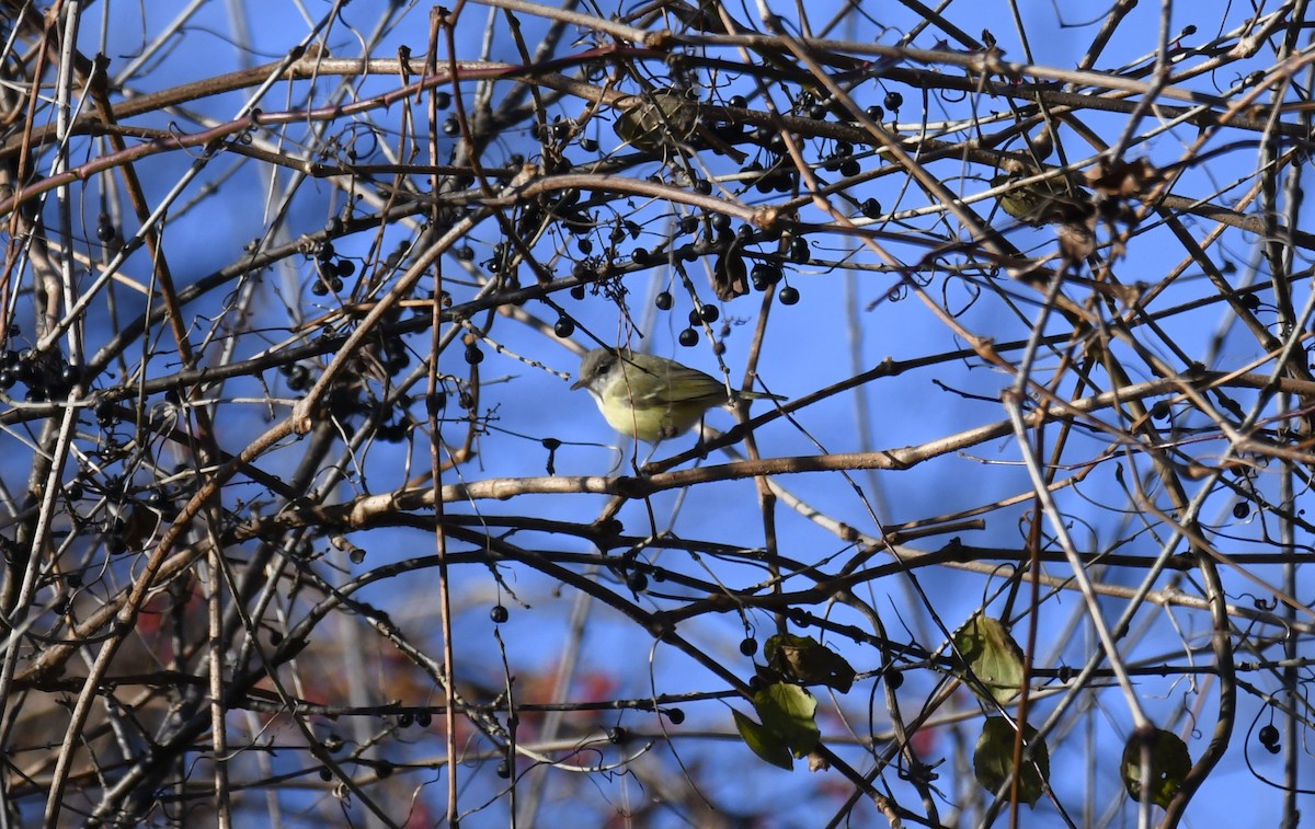 Bell's Vireo - ML642416394