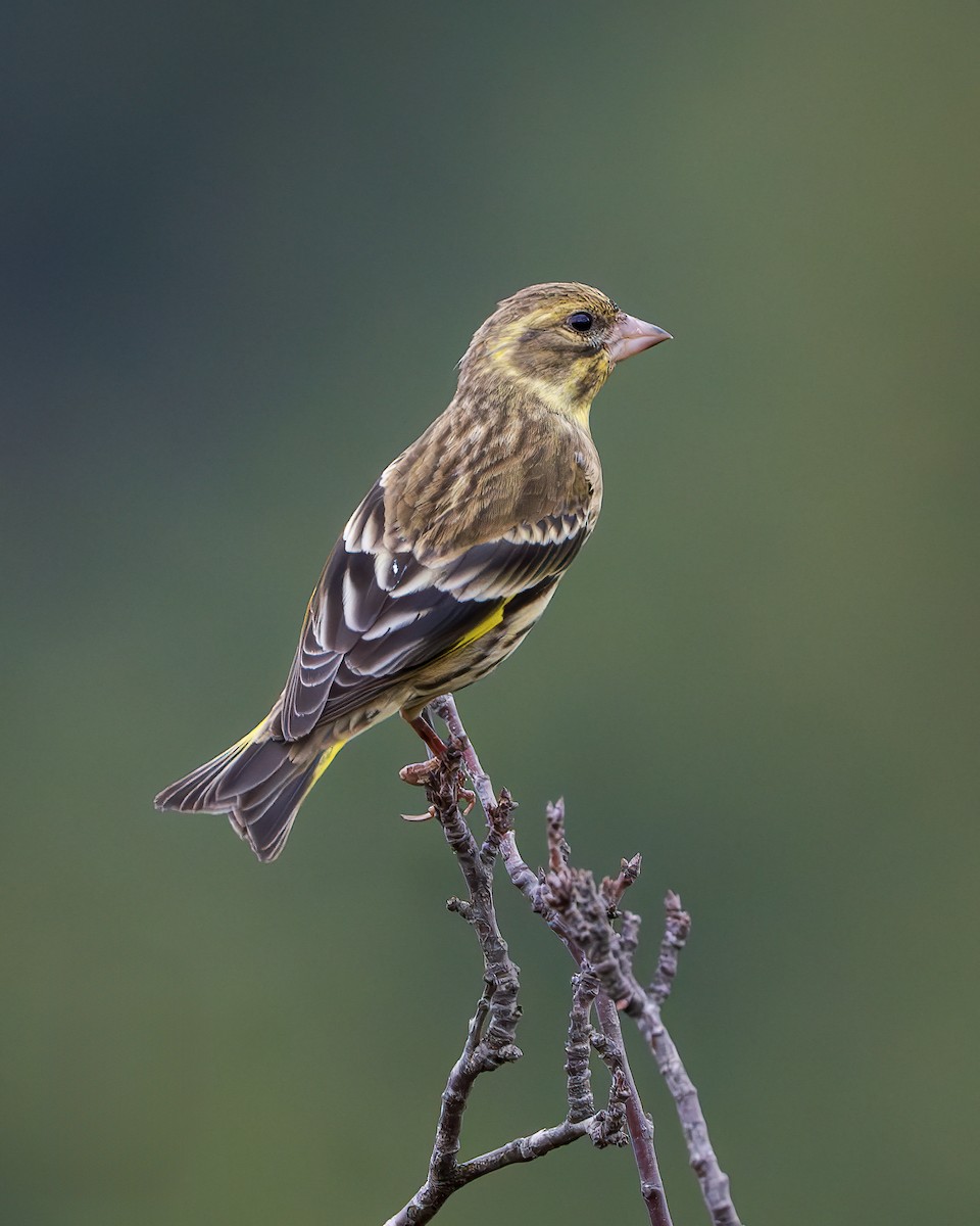Yellow-breasted Greenfinch - ML642416397