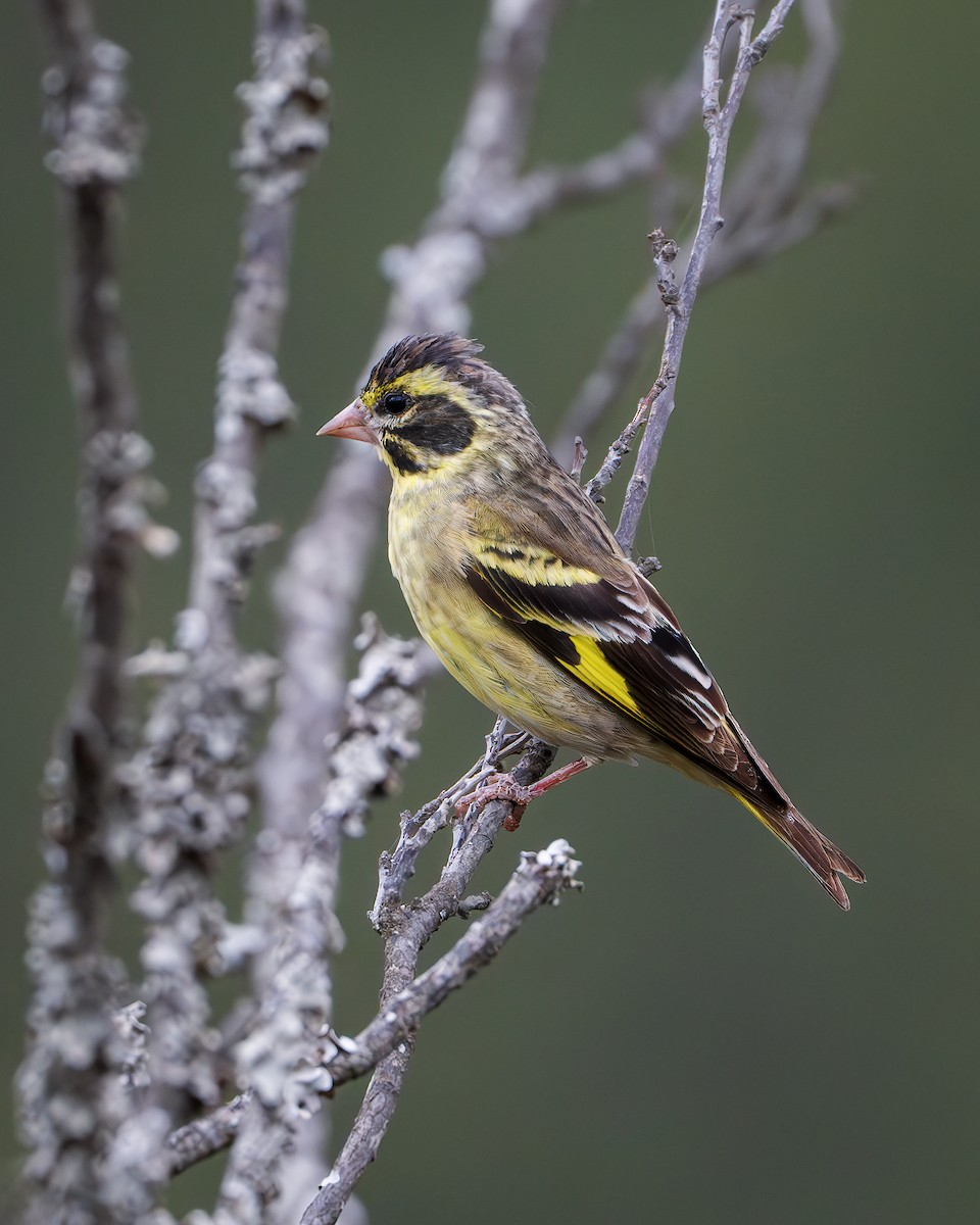 Yellow-breasted Greenfinch - ML642416398