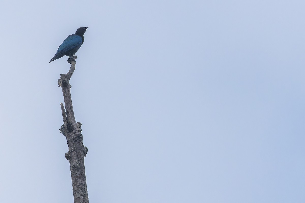 Purple-headed Starling - ML642416403