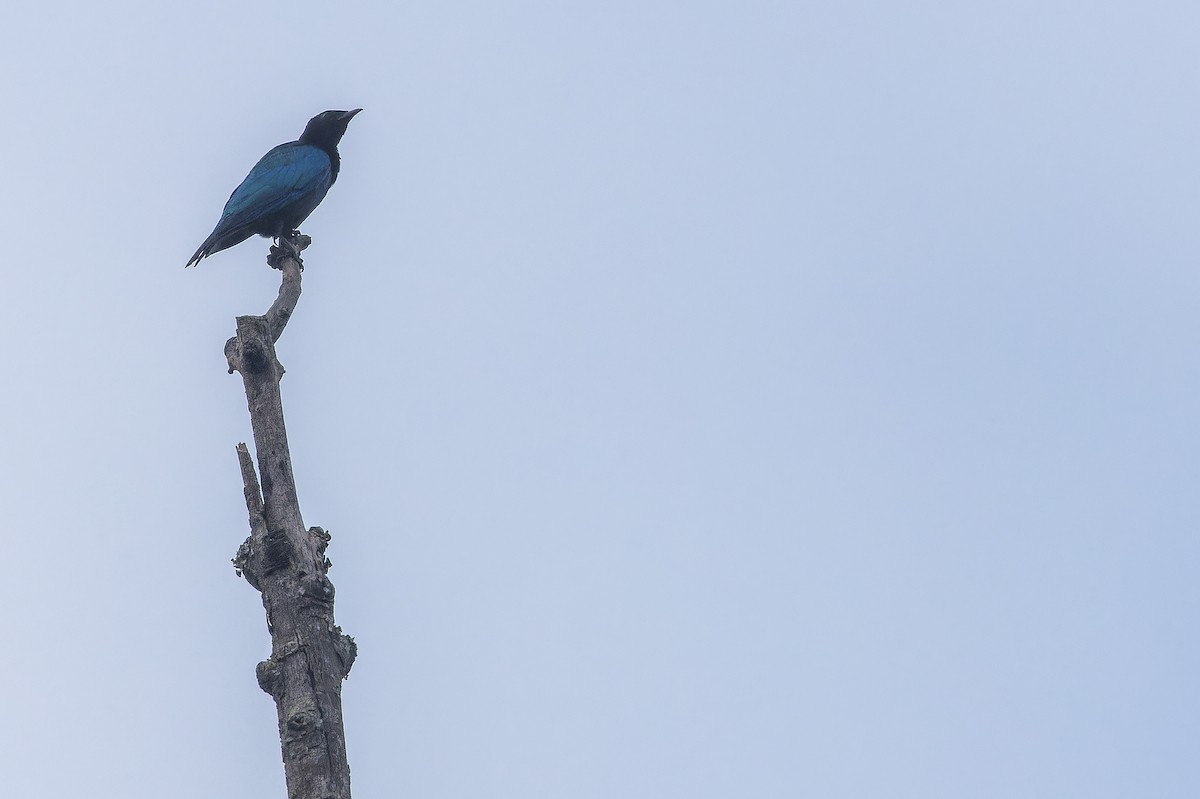 Purple-headed Starling - ML642416404