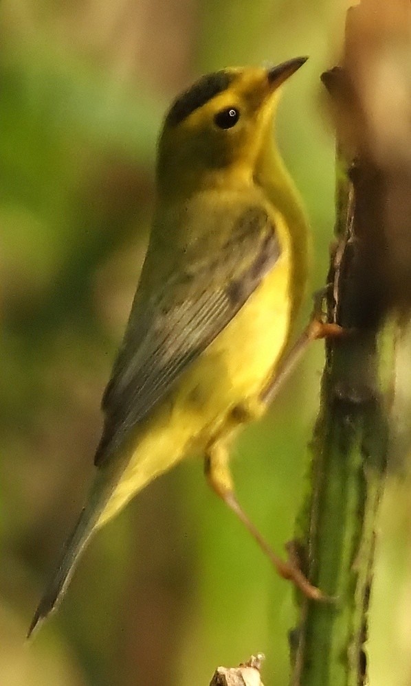 Wilson's Warbler - ML642416412