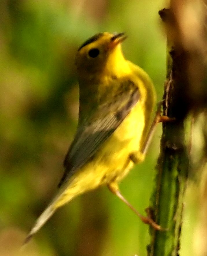 Wilson's Warbler - ML642416413