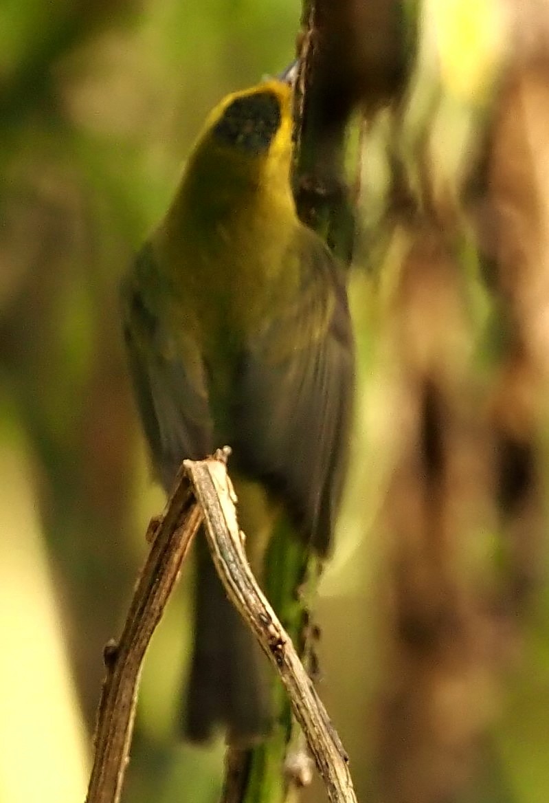 Wilson's Warbler - ML642416414